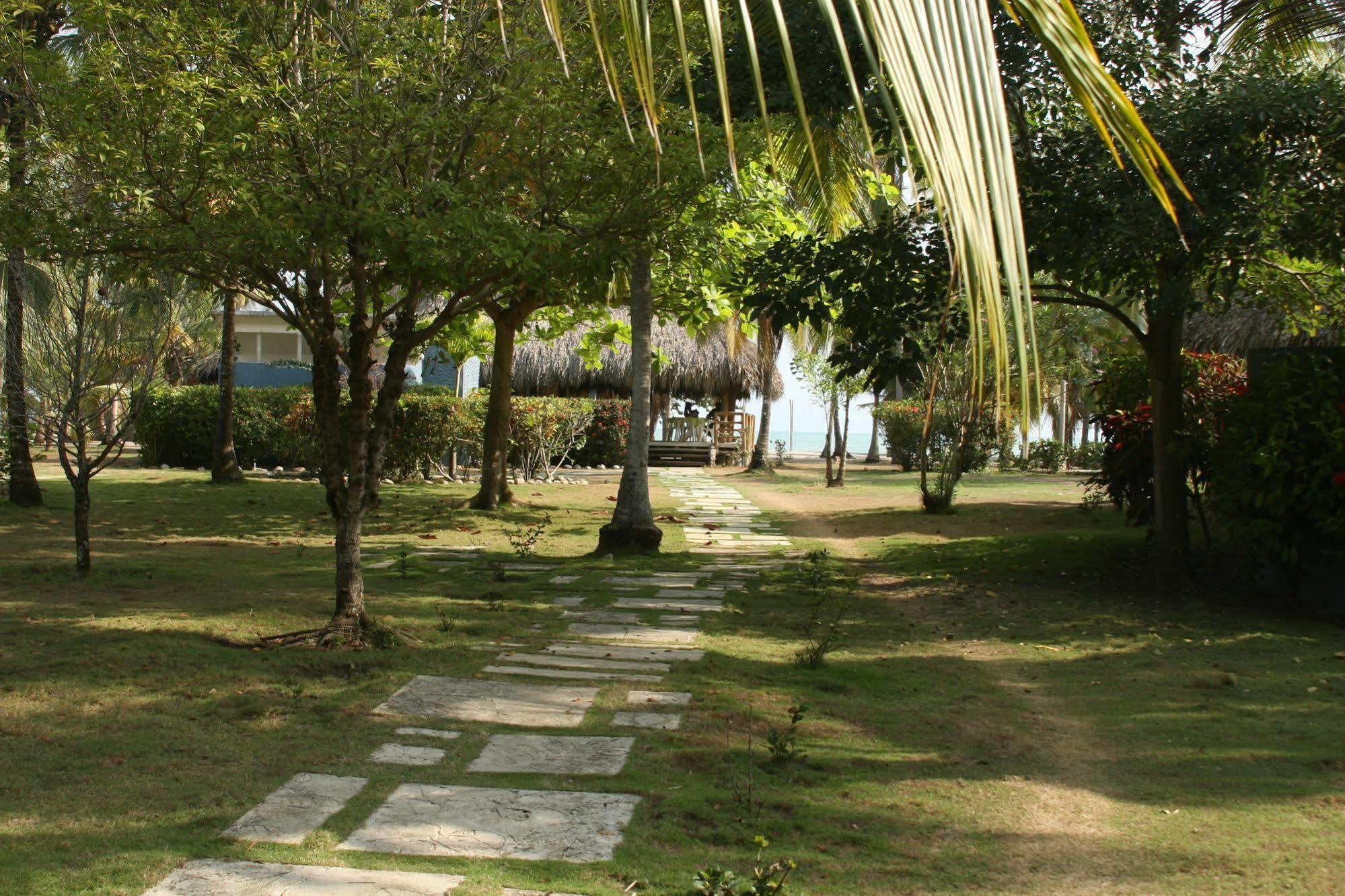 Hukumeizi Palomino Luaran gambar